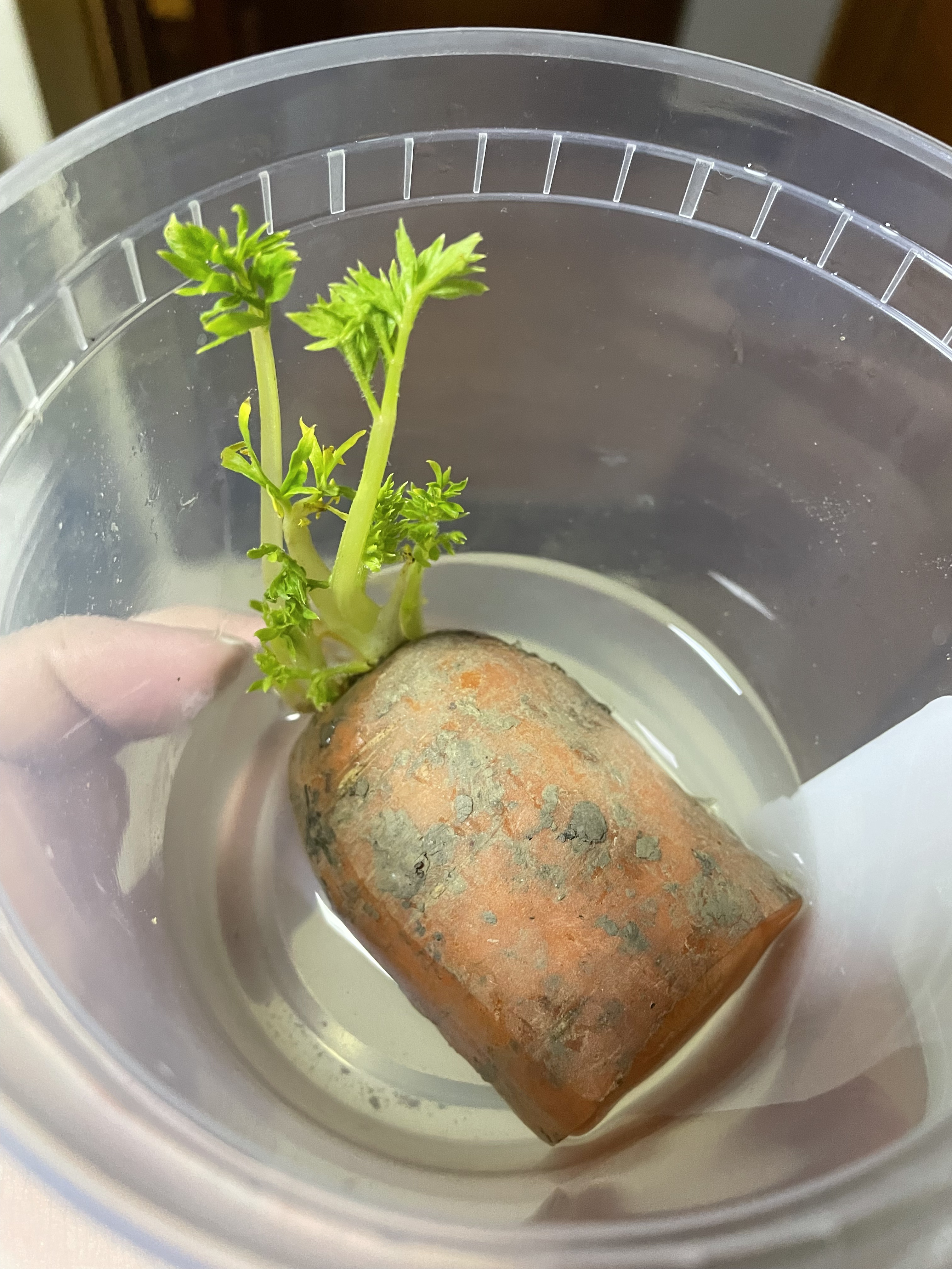 carrot.jpg